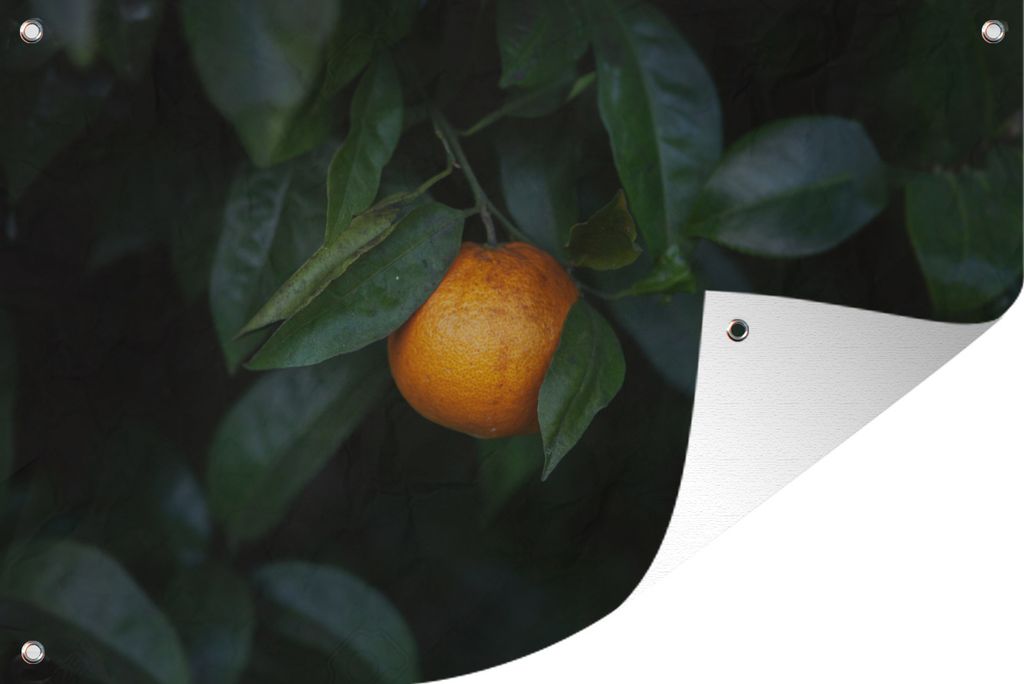 MuchoWow 120x80 cm Outdoor-Poster Gartendeko Sichtschutz Garten Poster für den Garten Obst - Orange - Baum
