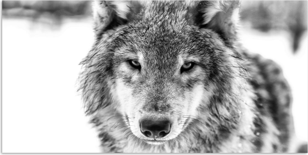 MuchoWow Poster Tierprofil Wolf in schwarz und weiß 120x60 cm - Bild