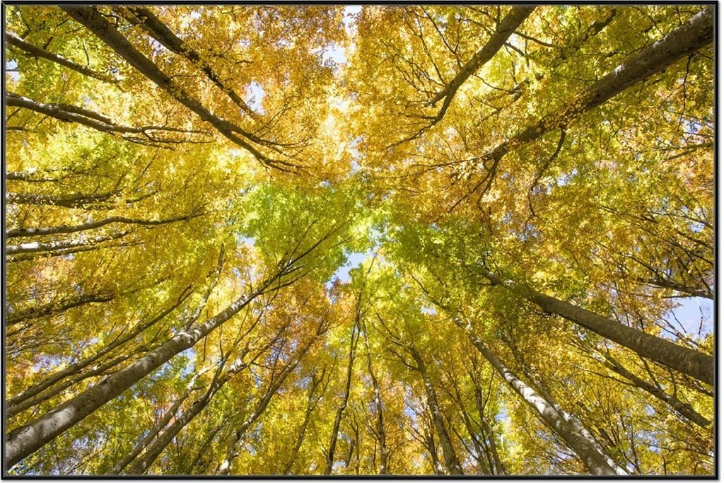 Wallario Wandbild Goldener Herbst - Bunte Blätter von unten betrachtet, Größe: 61 x 91,50 cm, Poster mit schwarzem Aluminiumrahmen