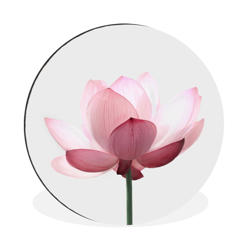 MuchoWow Aluminium Wandkreis Blumen - Rosa - Natur - Botanisch Ø 60 cm Wanddeko Modern Wohnzimmer - Wand Kreis - Wandbild - Schlafzimmer - Alumi...