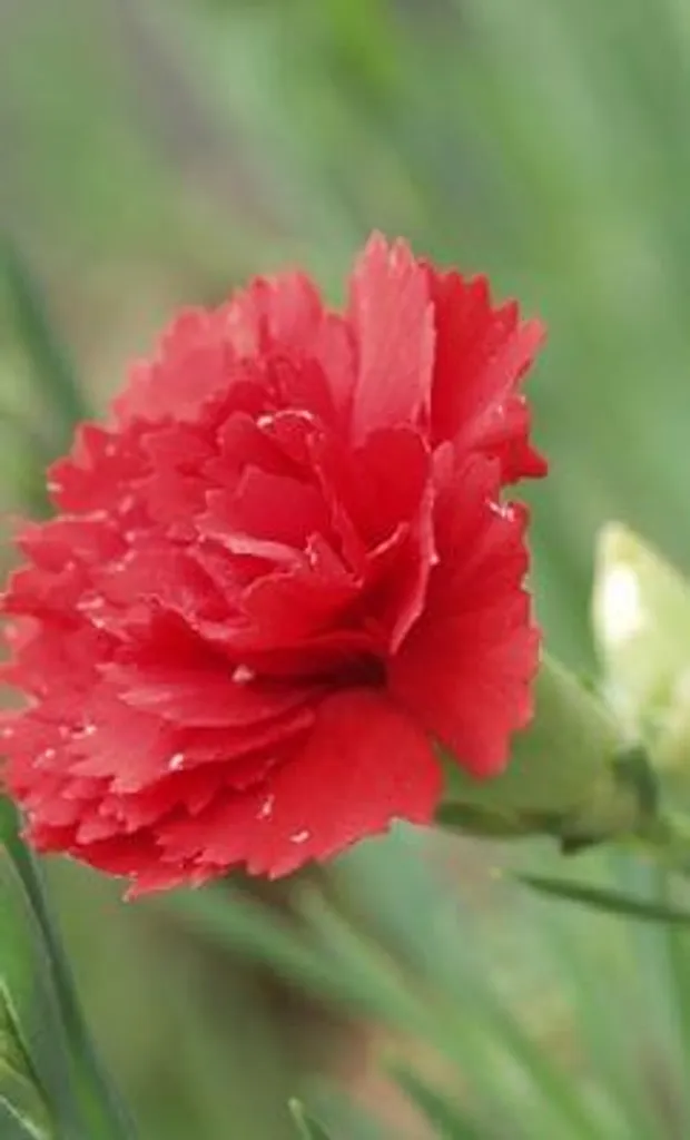 Plante vivace de bordure : Lot de 6 Oeillets Dianthus Heidi en pot - 2