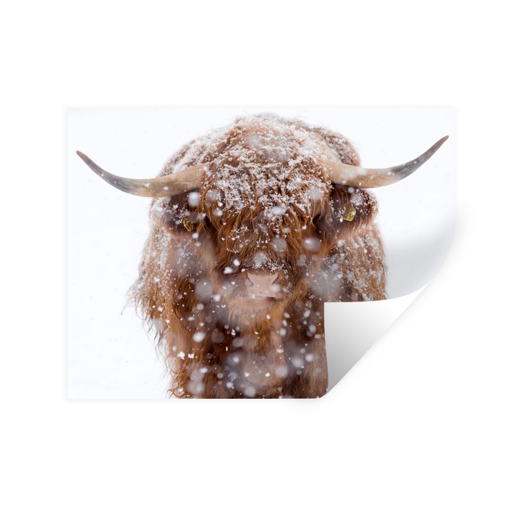 MuchoWow Wandtattoo Wandsticker Wandaufkleber Schottischer Highlander - Hörner - Schnee 120x90 cm Selbstklebend und Repositionierbar - Aufkleber