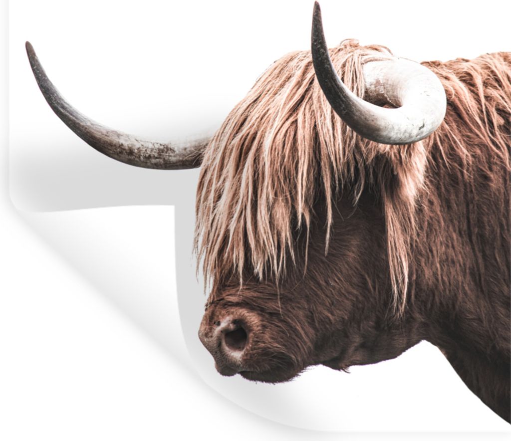 MuchoWow Wandtattoo Wandsticker Wandaufkleber Kuh - Schottischer Highlander - Tiere 60x80 cm Selbstklebend und Repositionierbar - Repositionierba...