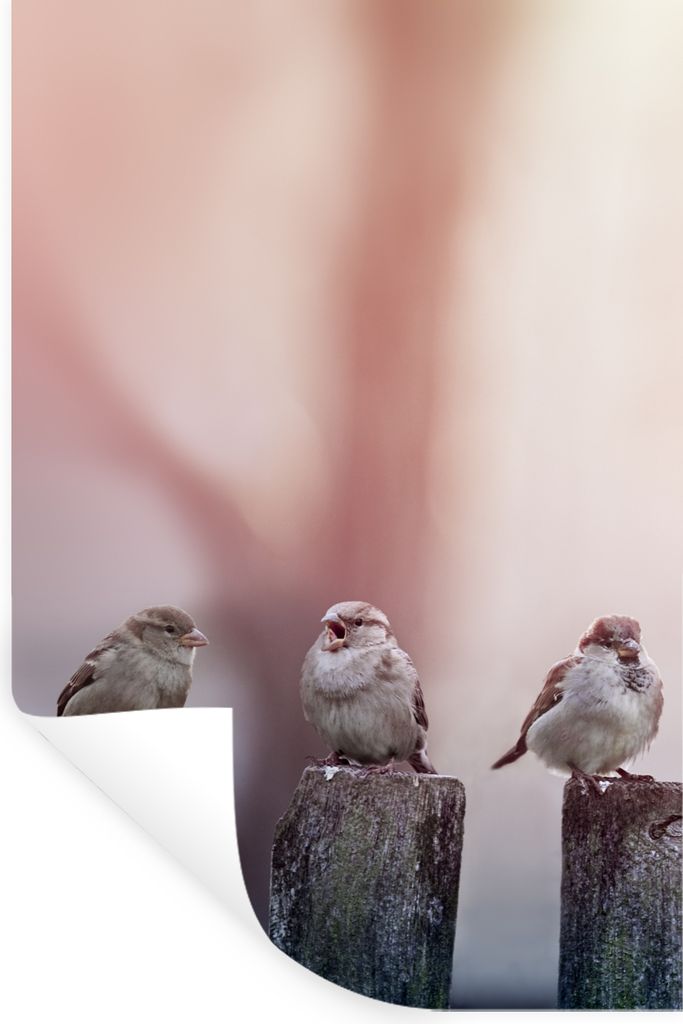 MuchoWow Wandtattoo Wandsticker Wandaufkleber Vögel - Spatzen - Pfähle - Holz 60x90 cm Selbstklebend und Repositionierbar - Sticker - Dekorfolie