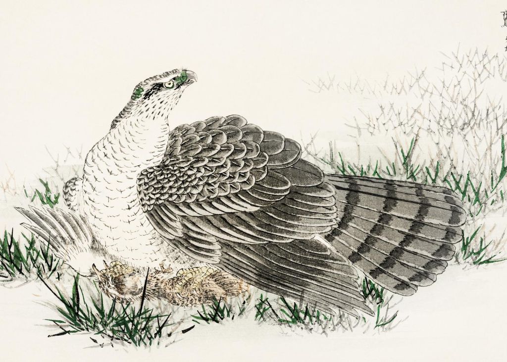 Plakat 35x25cm Hawk-Eagle, Japanischer Vintage Kashu für das Wohnzimmer