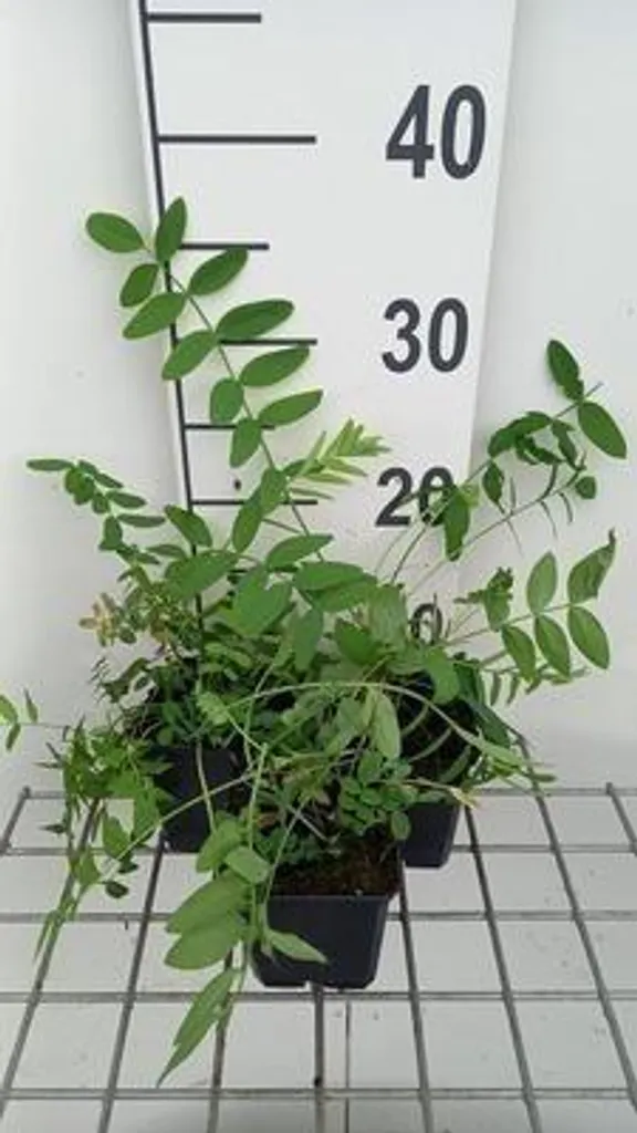 Galega officinalis - Lot de 6 Galega rustiques et vigoureux - Pot 9x9 cm