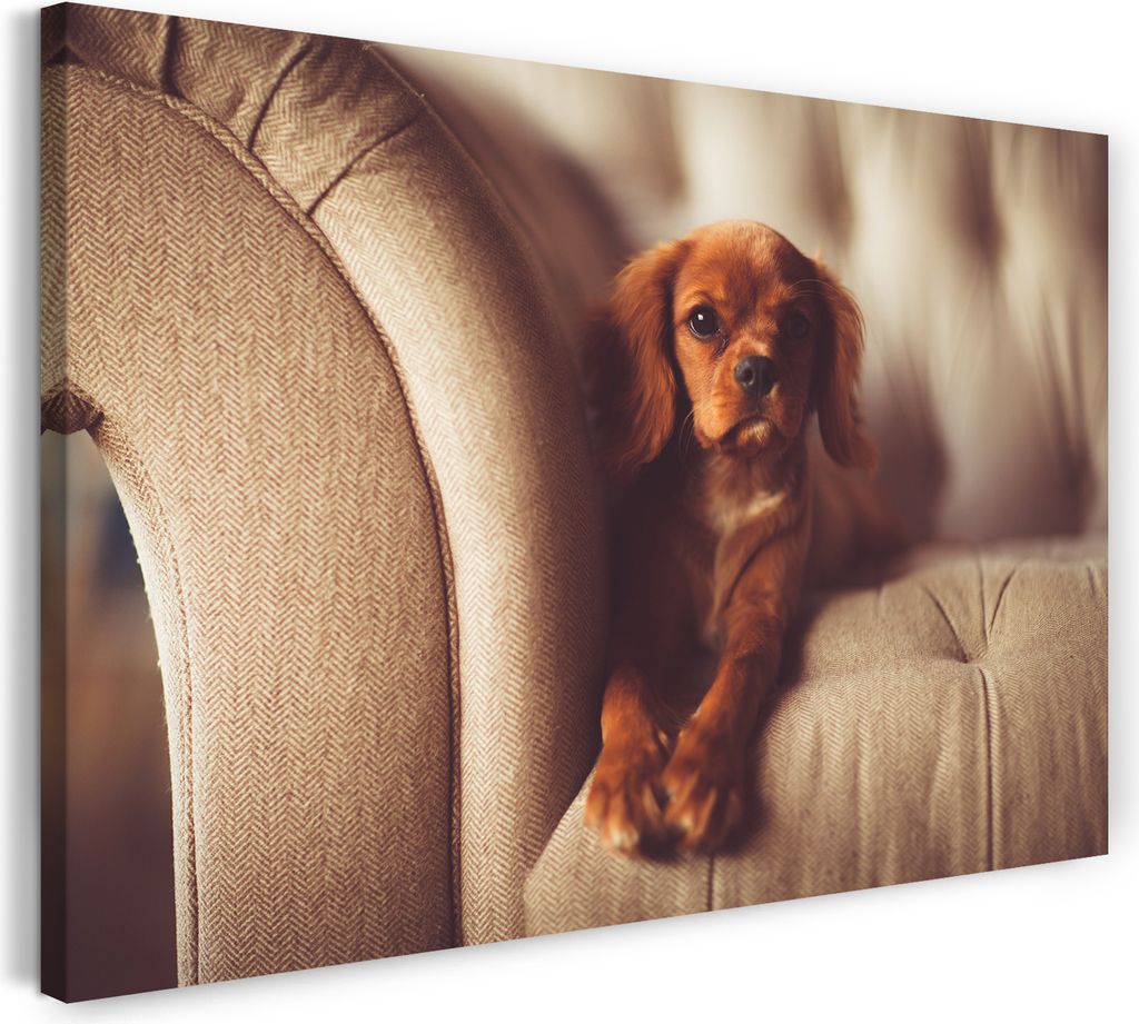 Leinwandbild (100x70cm): Kleiner süßer Hund Couch Tier-Bilder cute Hunde-Baby Hundebabies, echter Holz-Keilrahmen inkl. Aufhänger, handgefertigt...