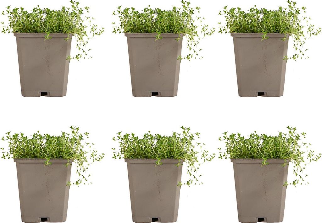 6x Thymus praecox Albiflorus P9 H20 Produktbild 