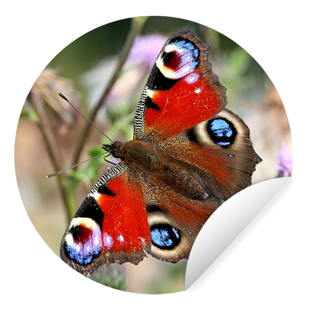 MuchoWow Runde Wandtattoo - Wandsticker Tapete Aufkleber Tagpfauenauge Schmetterling Ø 30 cm Selbstklebend und Repositionierbar - Wandaufkleber ...