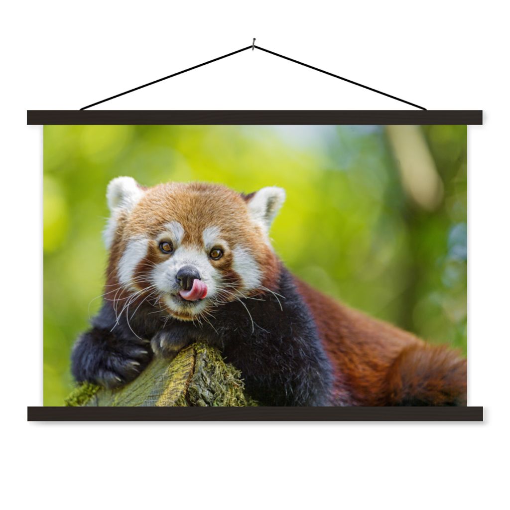 MuchoWow Textilposter Roter Panda - Natur - Rüssel 150x100 cm mit schwarzem Rahmen - Schlafzimmer