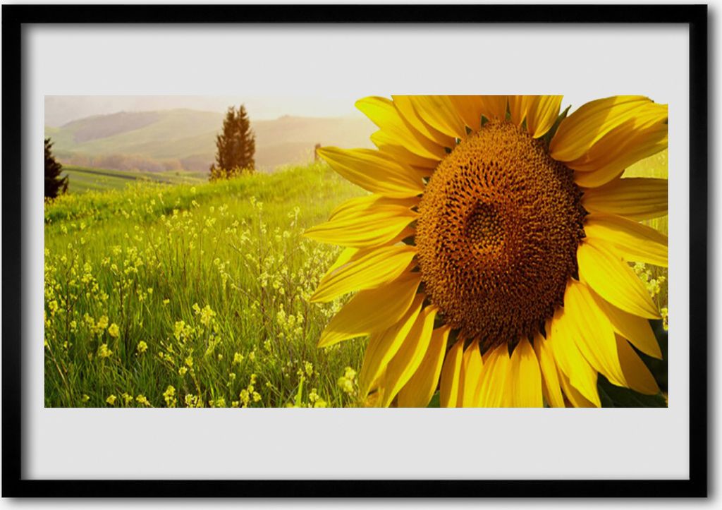 Bild 70x50 MDF-Rahmen Wandkunst Sonnenblume Pflanze