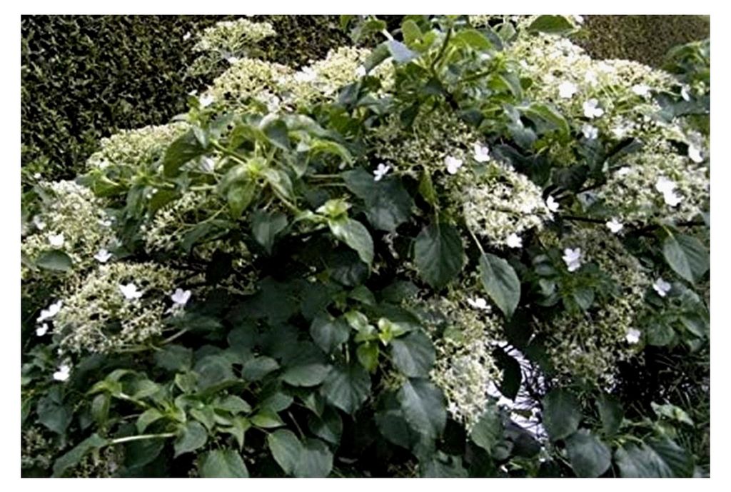 Kletterhortensie - Hydrangea petiolaris - 40-50 cm