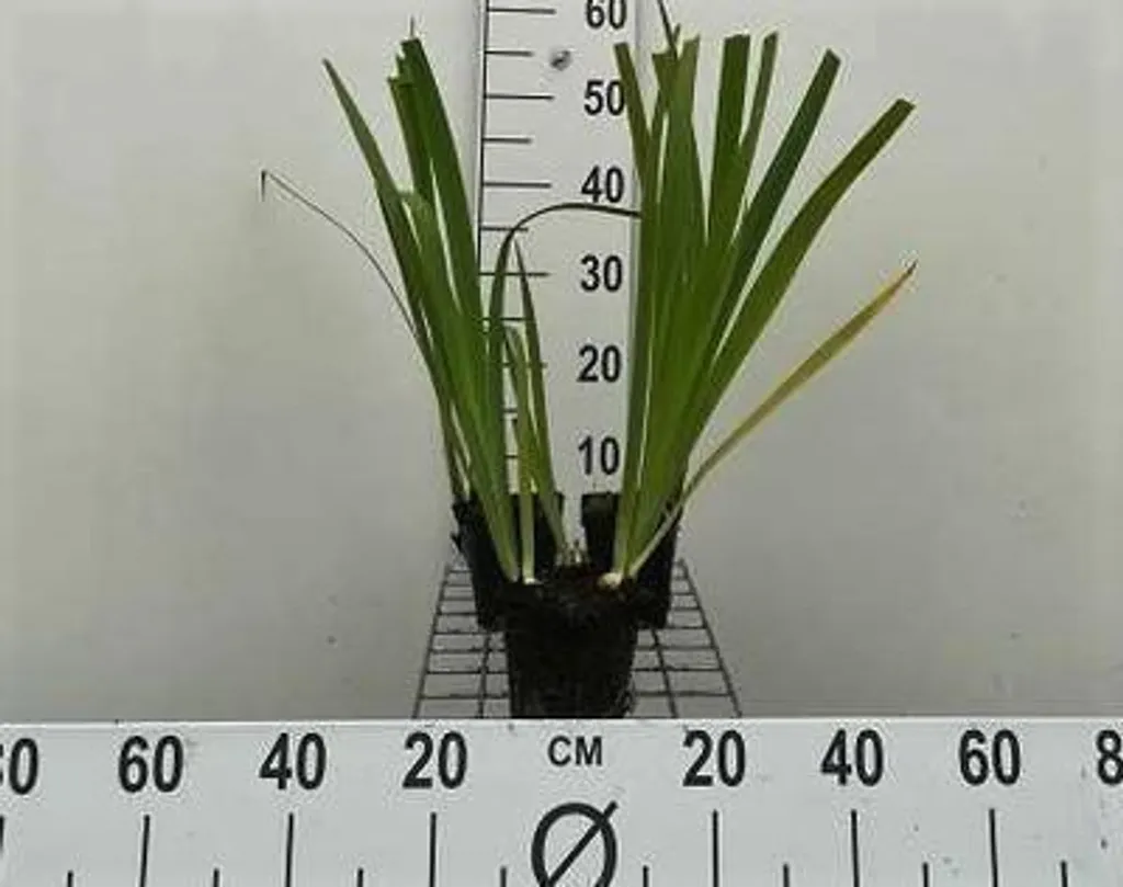 Iris noir Black Gamecock fleurs veloutées lot de 6 plants robustes 9cm