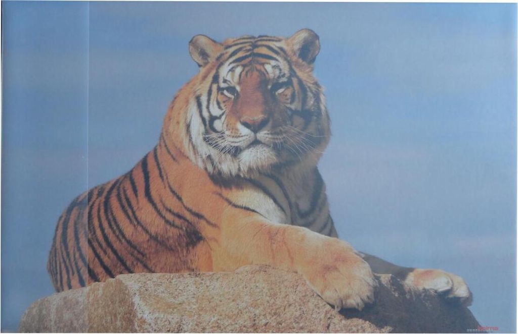 Schreibtischunterlage 58,5x38,5cm / "Tiger" Produktbild 