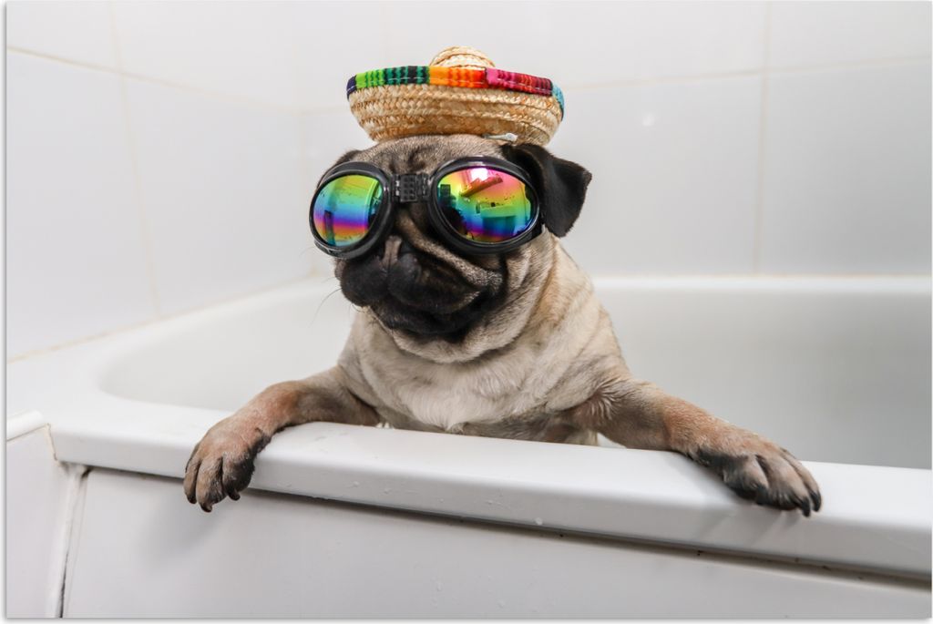 MuchoWow Poster Mops mit Sonnenbrille in der Badewanne 90x60 cm - Schlafzimmer