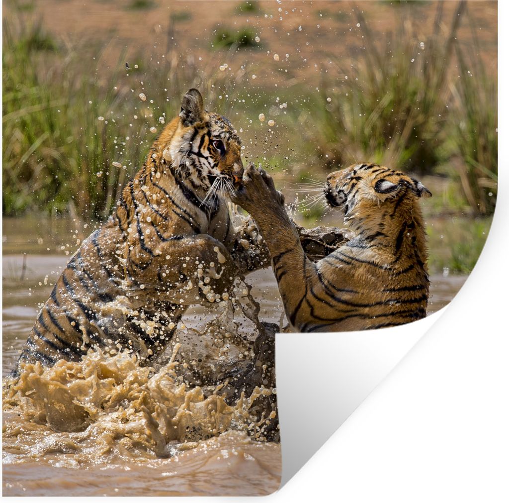 MuchoWow Wandtattoo Wandsticker Wandaufkleber Junge Tiger spielen im Wasser 80x80 cm Selbstklebend und Repositionierbar - Wierderverwendbar - Sel...