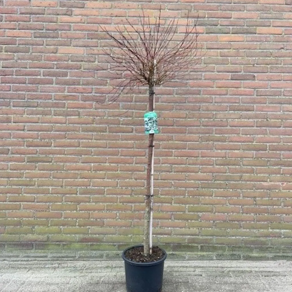 Cornus Kelsey's Dwarf - Cornouiller nain facile d'entretien pour petit jardin