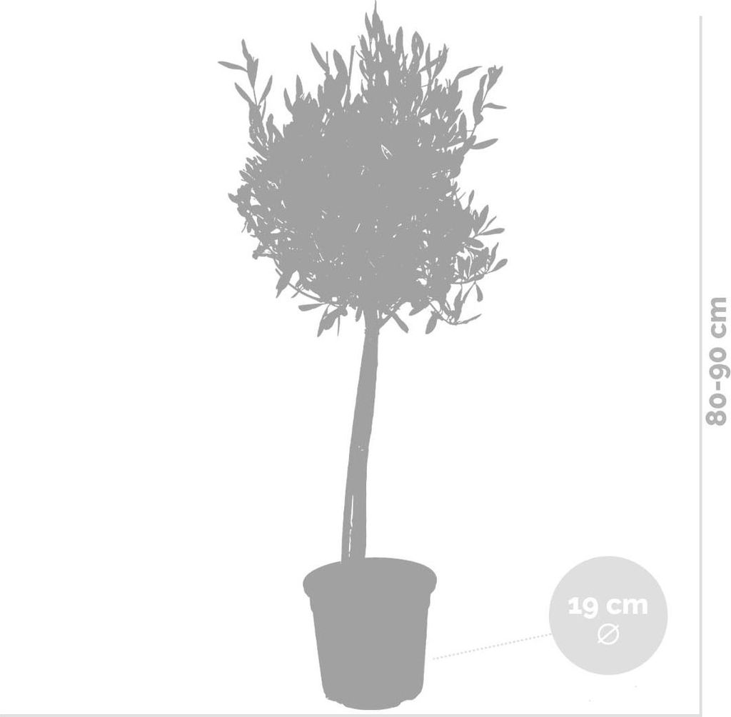 Bloomique Olivenbaum Echt 80-90cm Winterhart