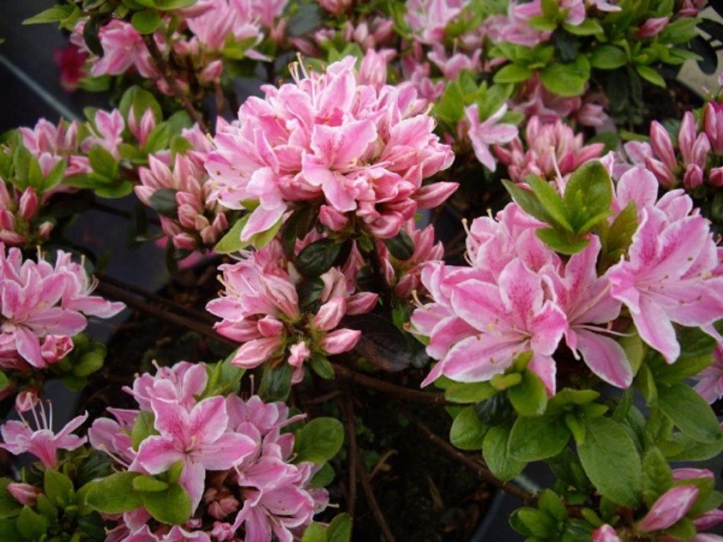 Japanische Azalee Kermesina Rose - Rhododendron obtusum - Produktbild 