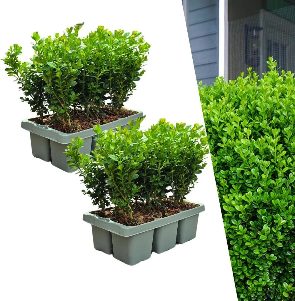 Buis pour Haie et Taille de Formation - Buxus NewGen Freedom - 12 Unités