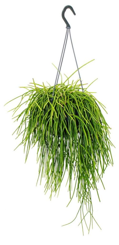 Urban Jungle Elegance: moderno cesto sospeso con cactus Immagine del prodotto 