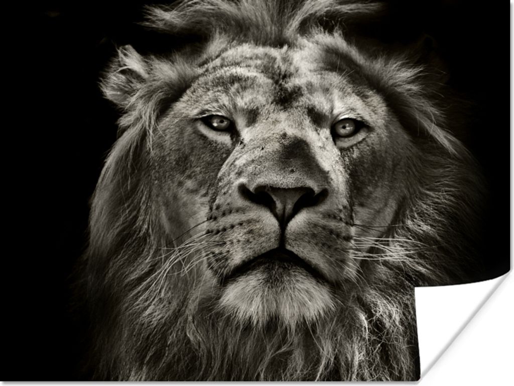 MuchoWow Poster Löwe - Tiere - Porträt - Wildtiere - Schwarz und weiß 40x30 cm - Plakate für die Wände - Poster Wohnzimmer