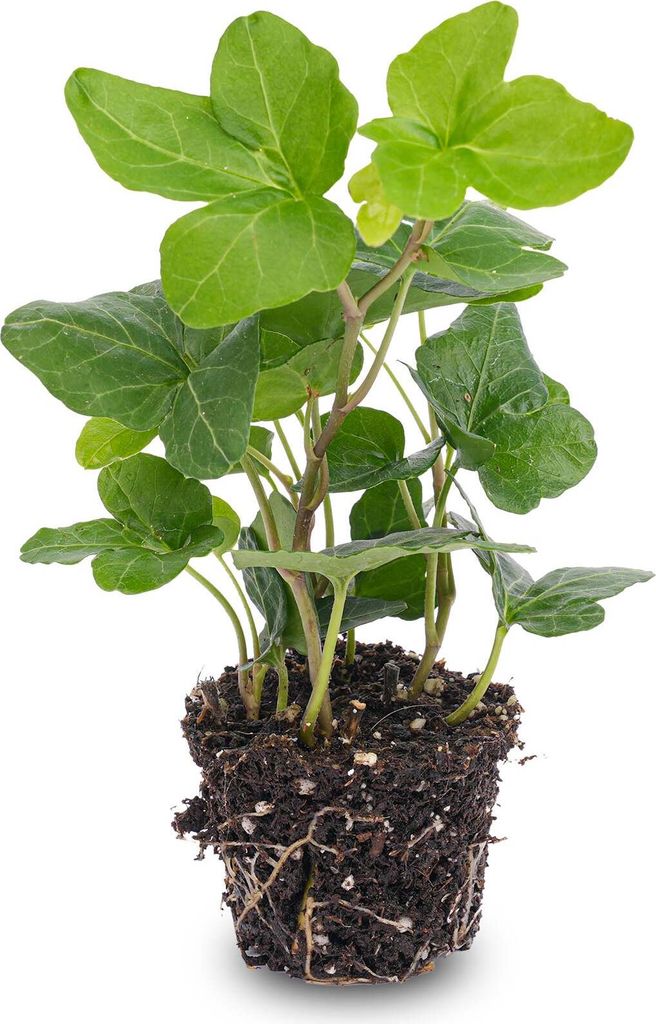 Efeu Hedera helix Kletterpflanze im Topf Ø 7 cm Produktbild 