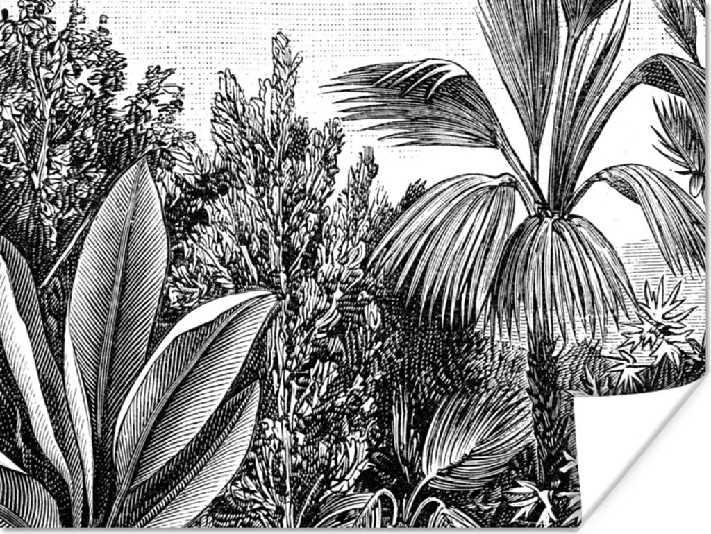 MuchoWow Poster Pflanzen - Natur - Gestaltung - Illustration - Ernst Haeckel 40x30 cm - Plakate für die Wände - Poster Wohnzimmer