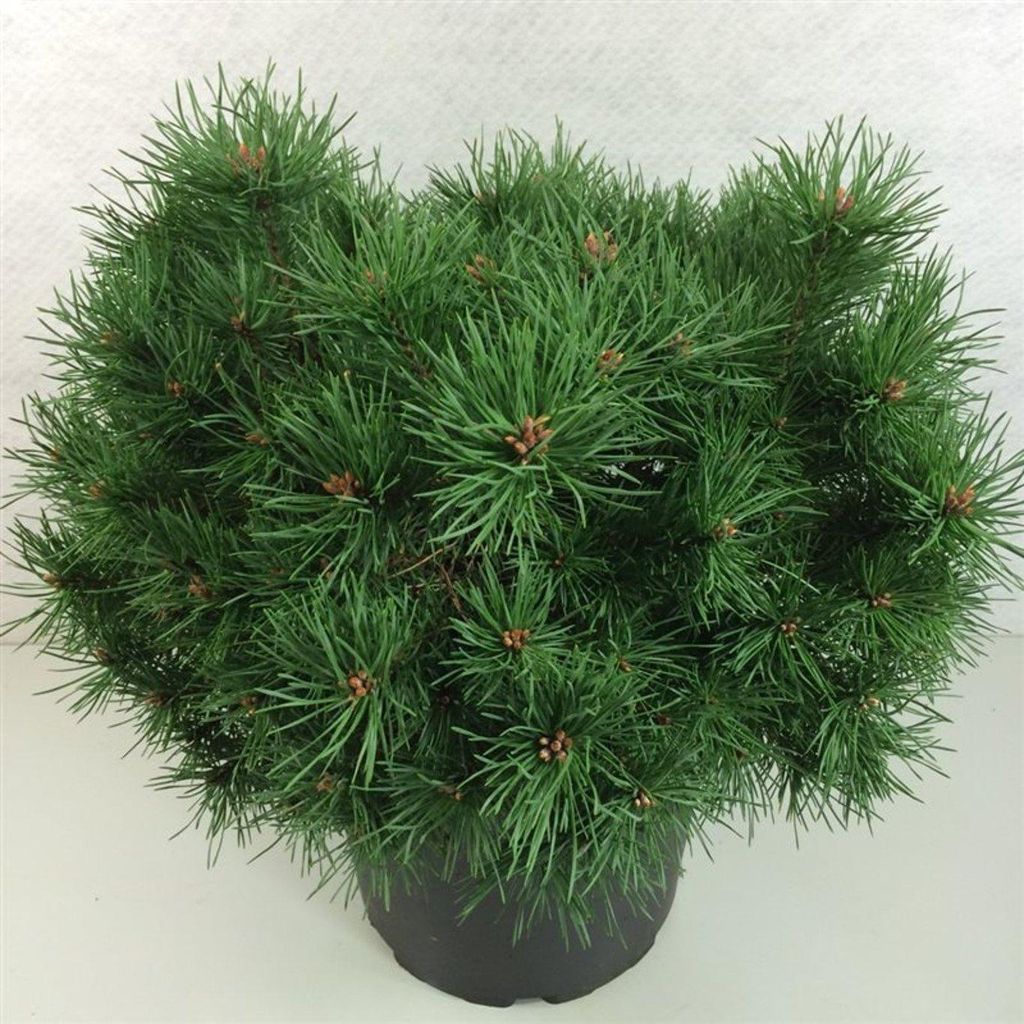 Pinus sylvestris ‘Sandringham’ - Zwerg-Waldkiefer | 30-40 cm im topf