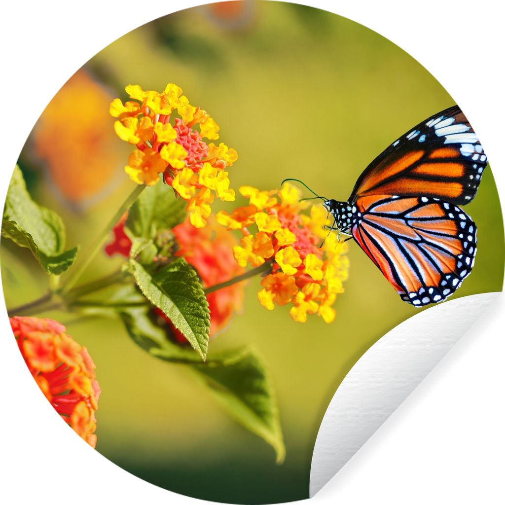 MuchoWow Runde Wandtattoo - Wandsticker Tapete Aufkleber Schmetterling - Insekten - Blumen - Gelb Ø 80 cm Selbstklebend und Repositionierbar - W...