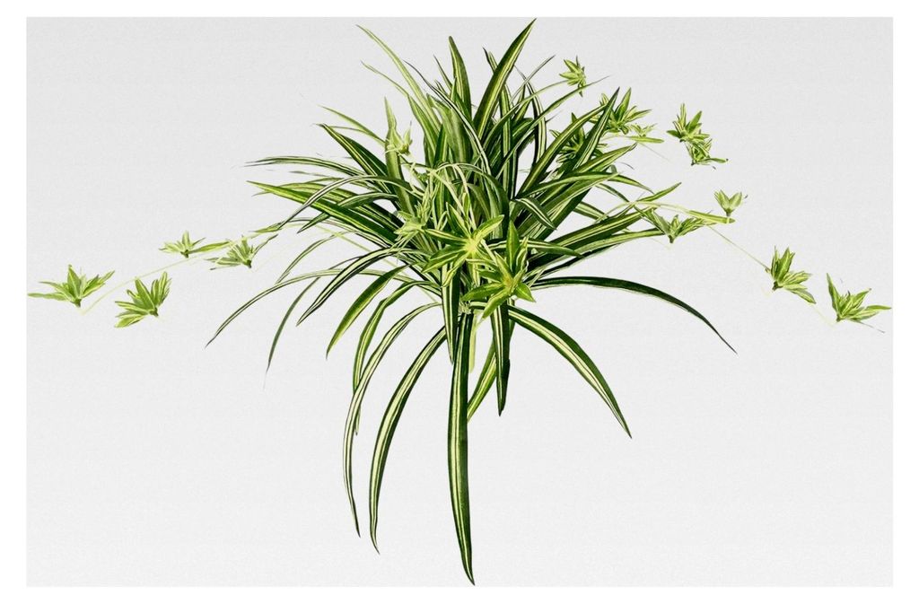 Künstliche Grünlilie 38x60x60 cm Chlorophytum Comosum Hängepflanze Kunstpflanze