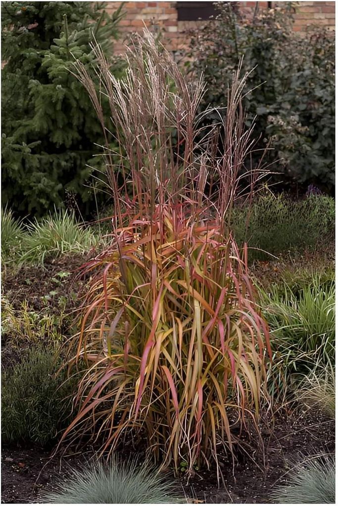 Stauden Gänge 1 x Miscanthus sinensis 'Navajo' im 1 Liter Topf - Chinaschilf - Ein Hauch von Prärie für Ihr Zuhause - tolle Herbstfärbung