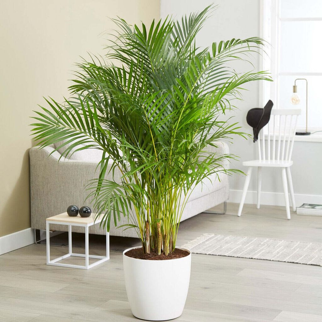 Bakker.com - Goldfruchtpalme, Der topf / Ø 12cm / Lieferhöhe 25-35cm
