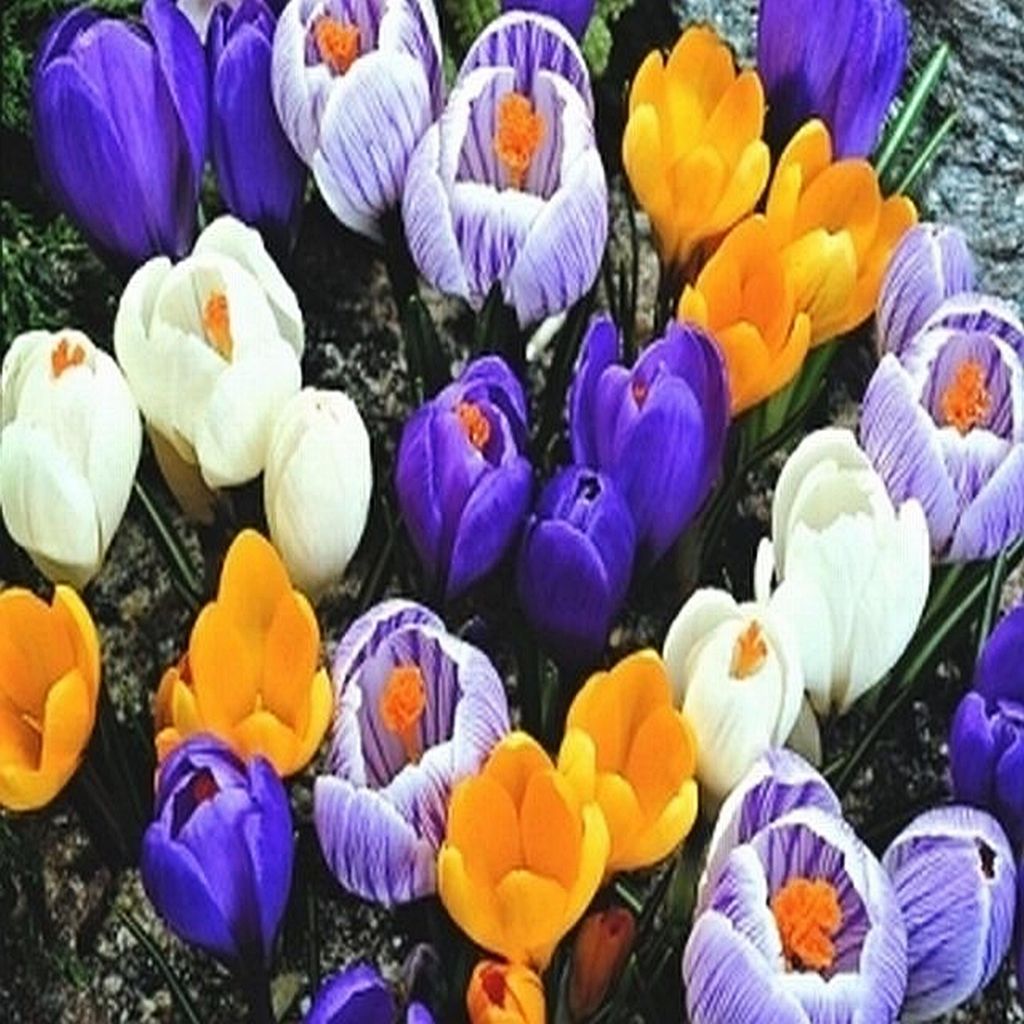 Bulbi da fiore Bulbi Crocus Crocus a fiore grande Mix 200 Immagine del prodotto 
