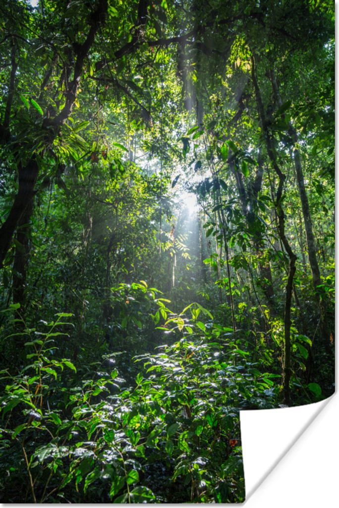 MuchoWow Poster Die Sonne bricht durch die Bäume des Dschungels im Corcovado-Nationalpark 20x30 cm - Papierdruck