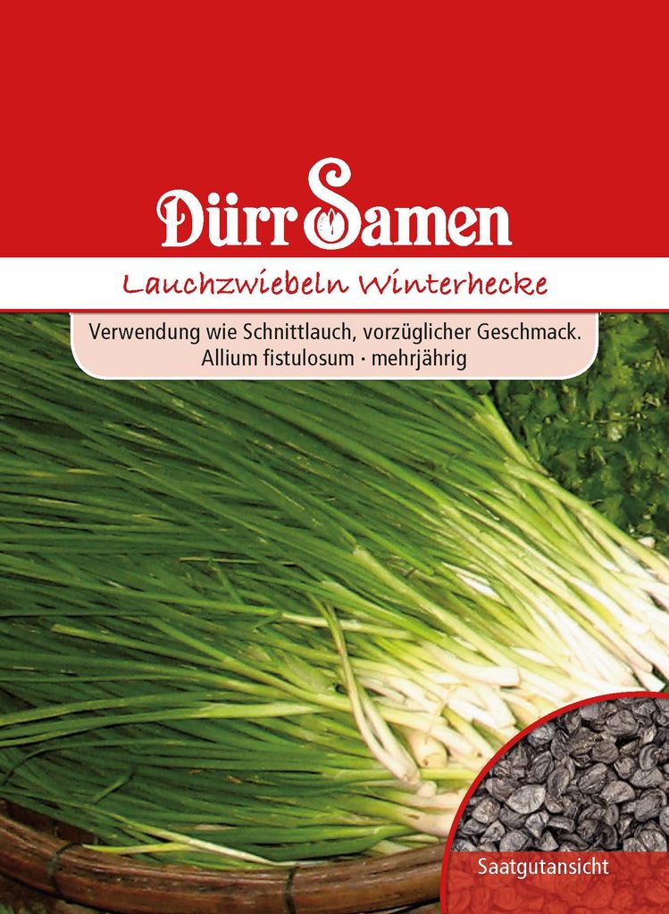 Lauchzwiebel Winterhecke | Lauchzwiebelsamen von Dürr Samen Produktbild 