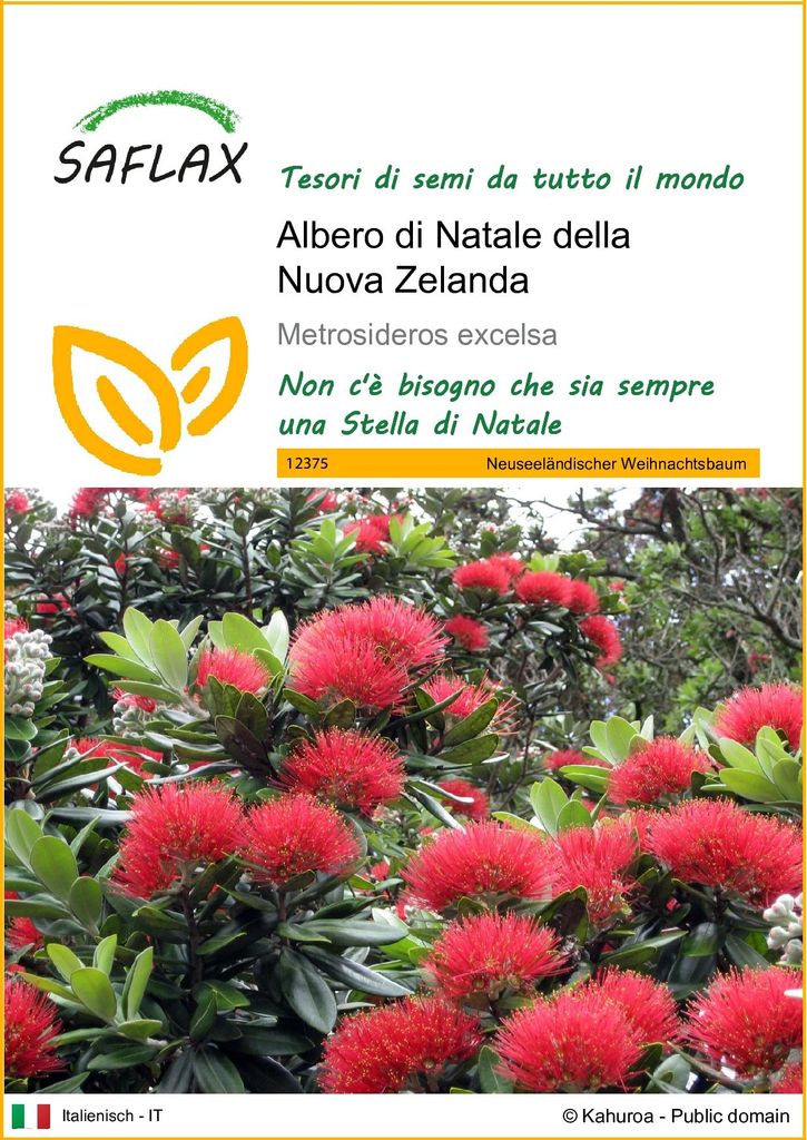 SAFLAX  - Albero di Natale della Nuova Zelanda - 300 semi - Immagine del prodotto 