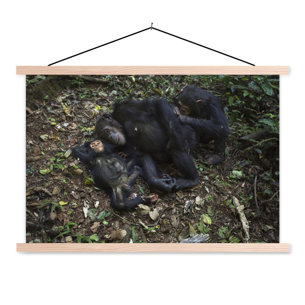 MuchoWow Textilposter Affen - Schlaf - Wald 60x40 cm mit holzfarbenen Rahmen - Bilder