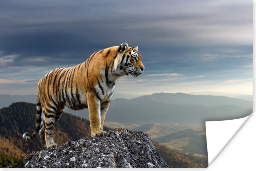 MuchoWow Poster Tiger - Berg - Natur - Landschaft 180x120 cm - Fotoplakat