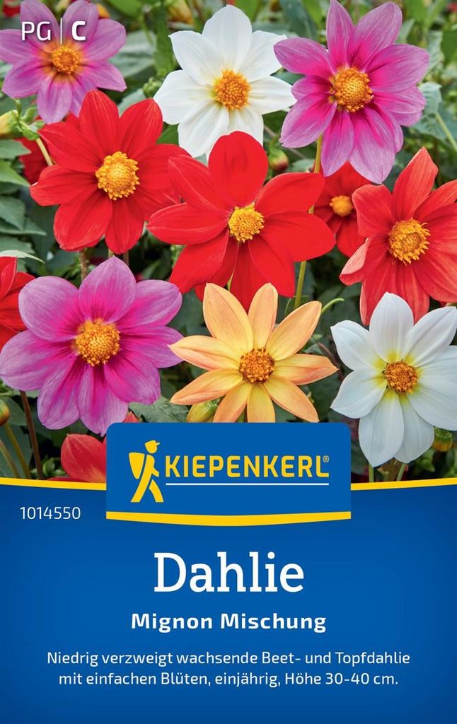 Kiepenkerl Dahliensamen Mignon 30 Pflanzen