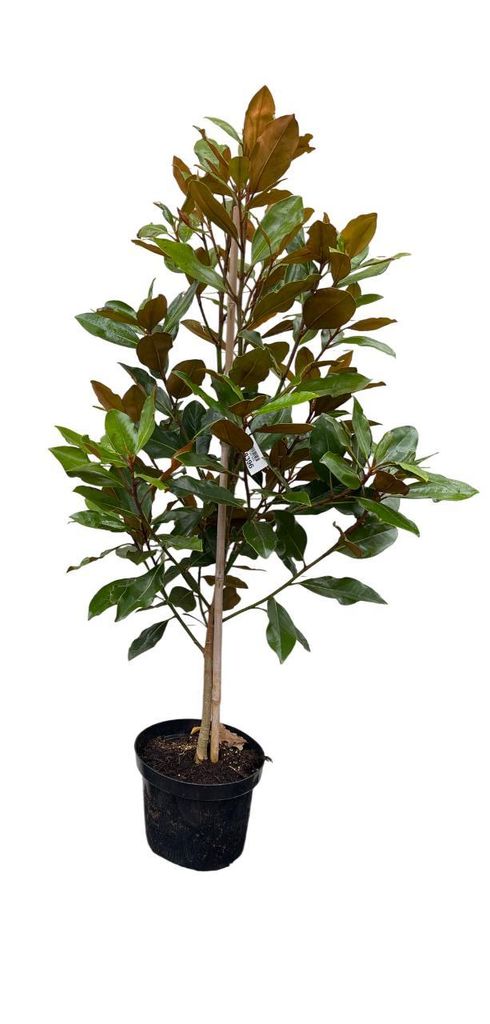 A potted plant with green and brown leaves against a white background.