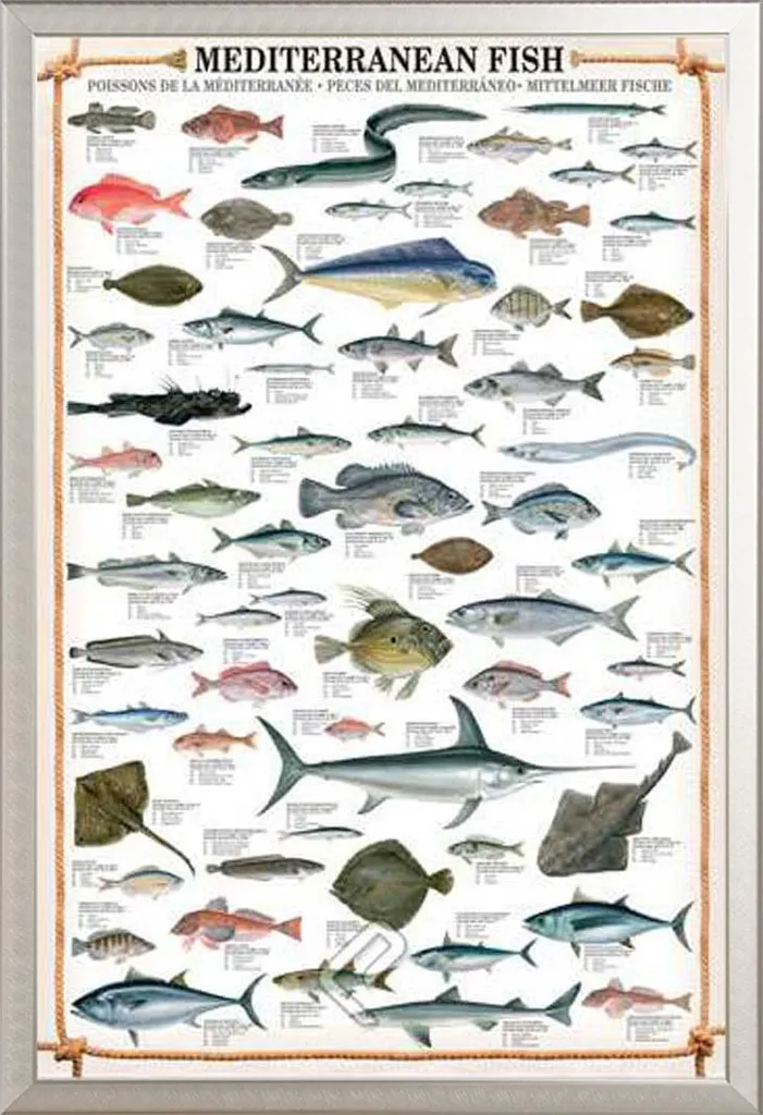Recensione Poster Pesce Mediterraneo con Cornice Shinsuke Alluminio
