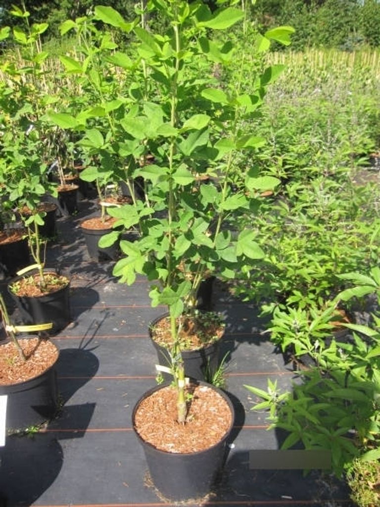 Laburnum anagyroides Yellow Rocket - Gemeiner Goldregen