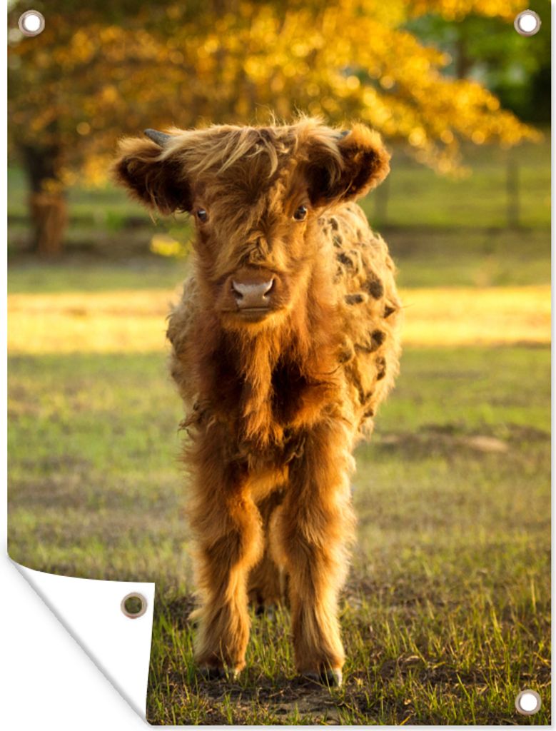 MuchoWow 30x40 cm Outdoor-Poster Gartendeko Sichtschutz Garten Poster für den Garten Schottischer Highlander - Kalb - Herbst