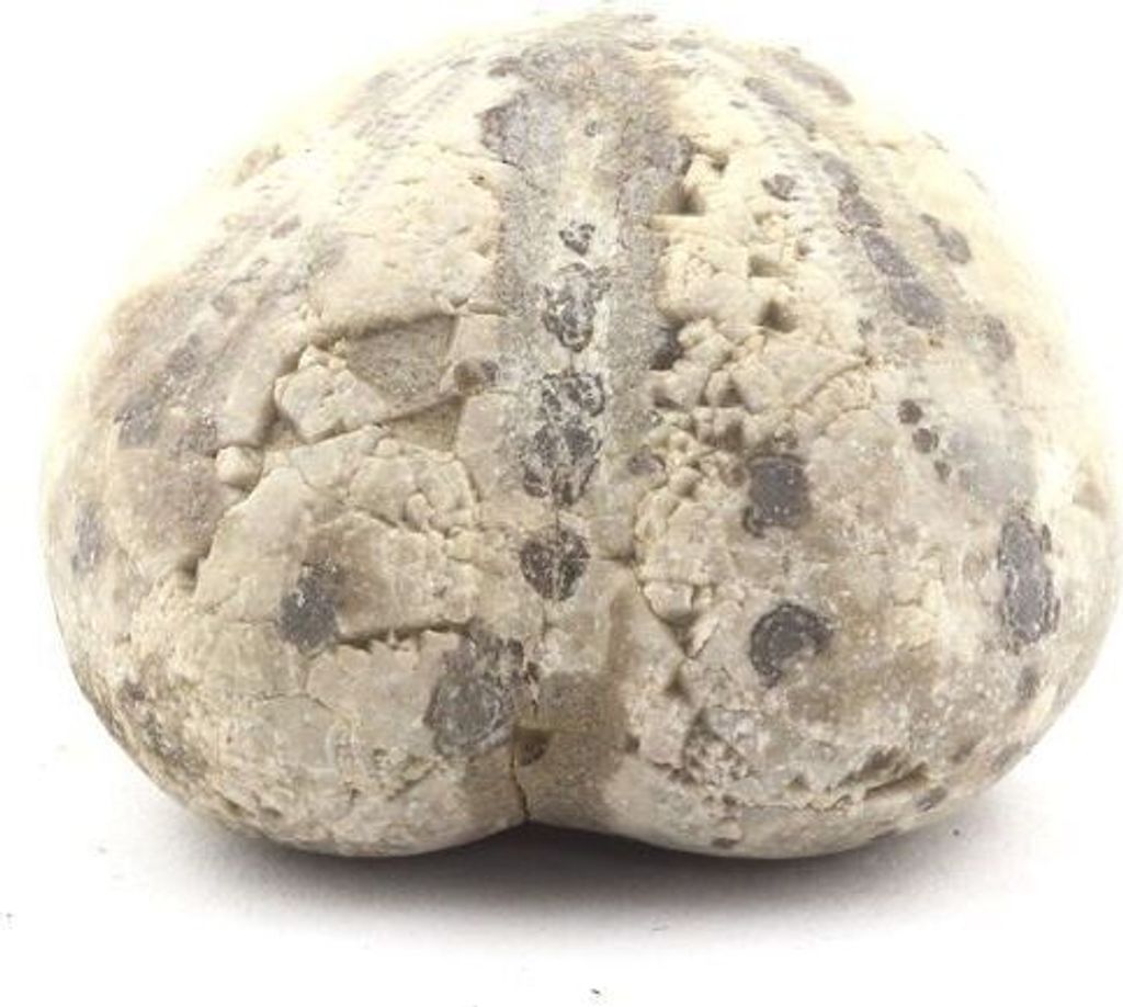 Fossiler Seeigel, Toxaster Amplus 159,10 Karat