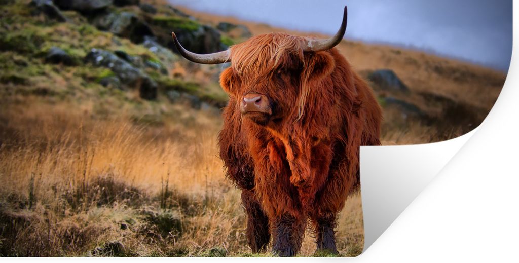 MuchoWow Wandtattoo Wandsticker Wandaufkleber Schottische Highlander - Gras - Steine 120x60 cm Selbstklebend und Repositionierbar - Sticker - Dek...