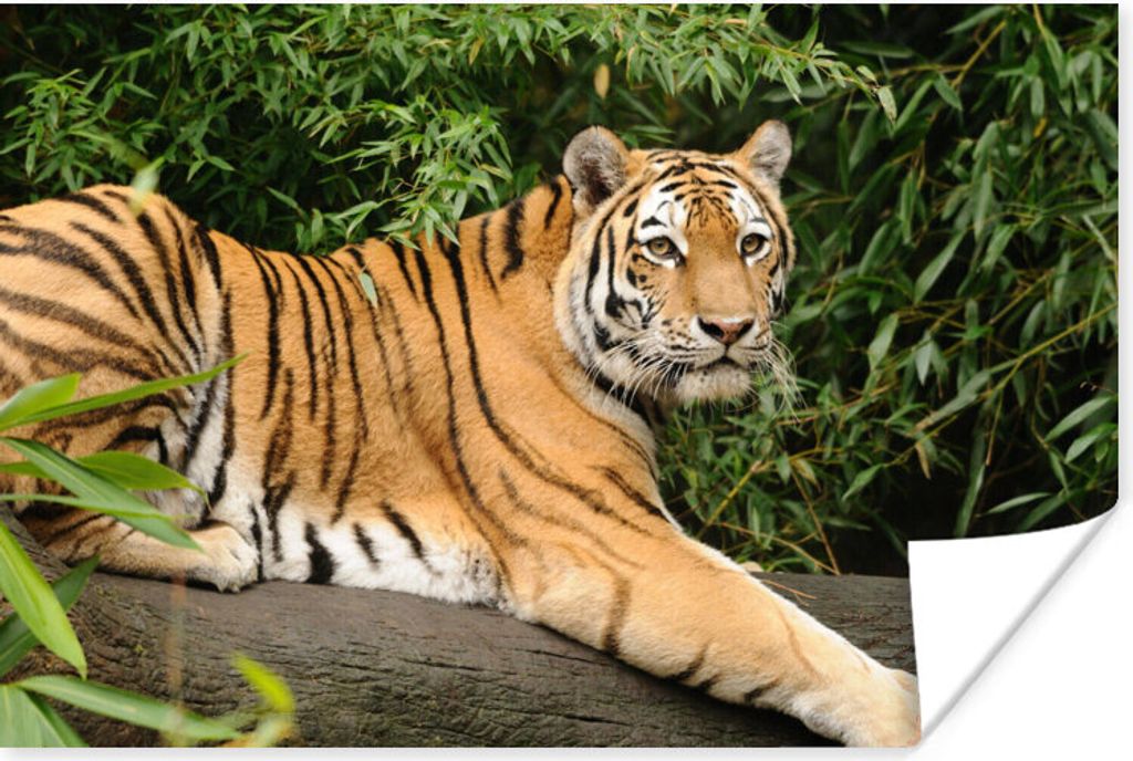 MuchoWow Poster Tiger - Baum - Blätter 30x20 cm - Plakate - Print