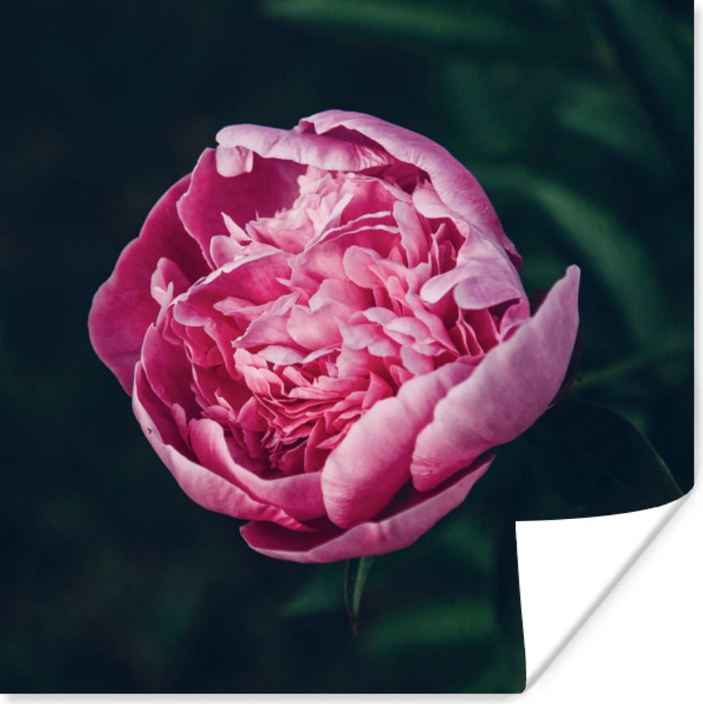 MuchoWow® Poster Blumen - Rosa - Rosen 100x100 cm - Produktbild 