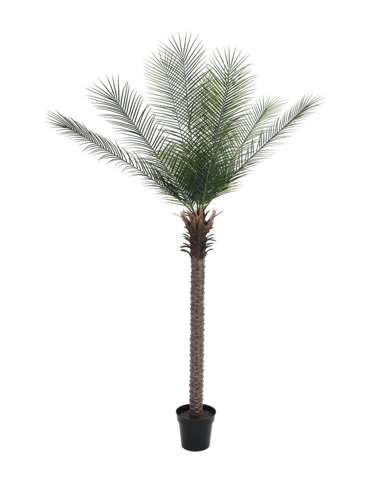 EUROPALMS Phönix Palme deluxe, Kunstpflanze 220cm (82509722)