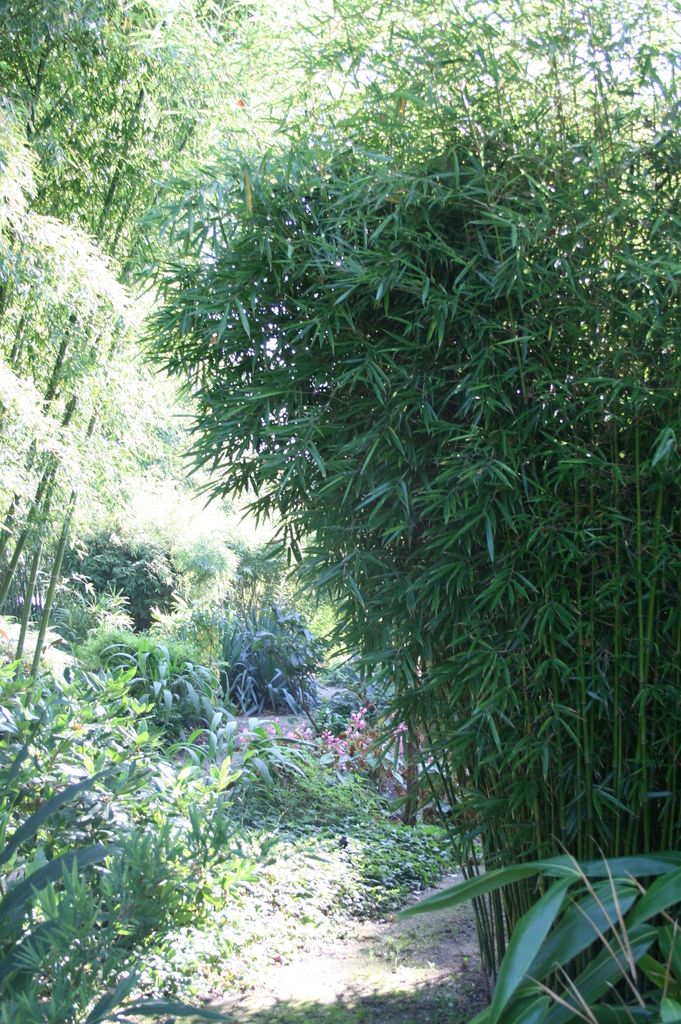 Fargesia robusta Campbell 80/100 cm hoch, im 3 Liter-Topf Produktbild 